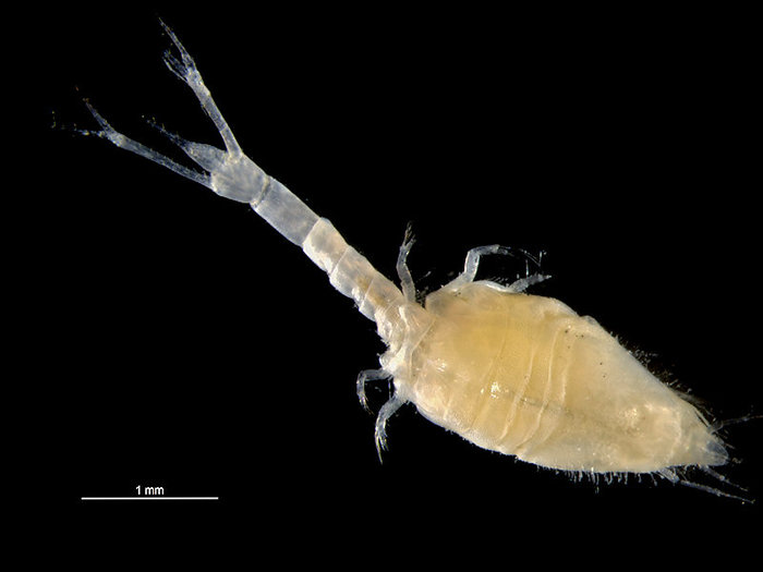 Diastylis lucifera ♀ Diastylis lucifera ♀