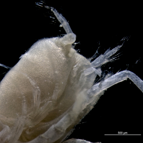 Eudorella emarginata