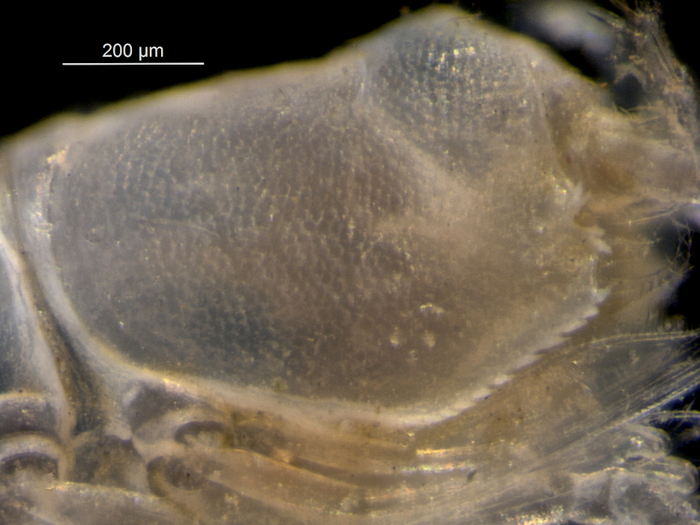 Eudorella truncatula