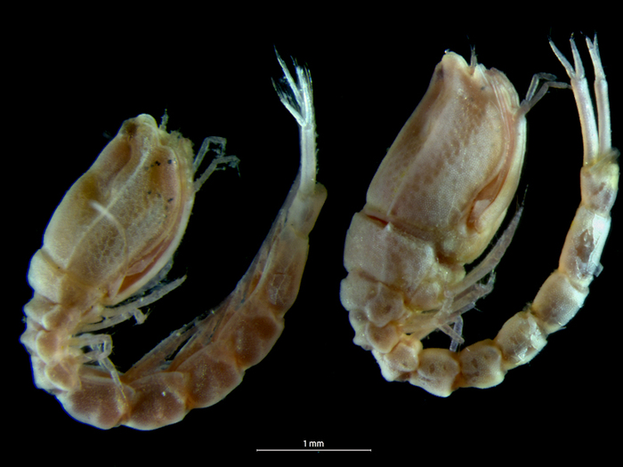 Bodotria scorpioides