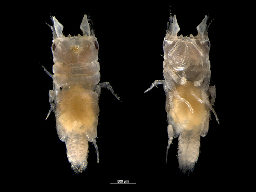 Gnathia oxyuraea