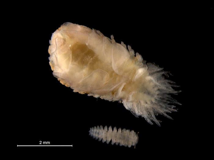 Pseudione borealis Pseudione borealis