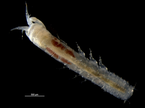 Typhlotanais aequiremis