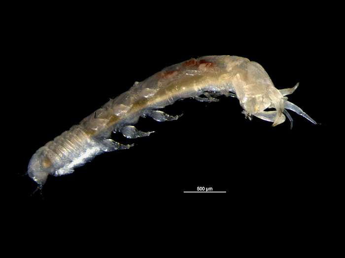 Typhlotanais aequiremis