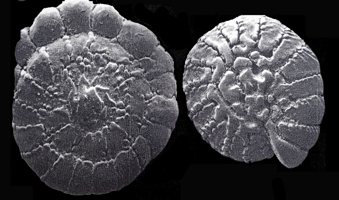 Challengerella persica Billman, Hottinger and Osterle, 1980 paratype
