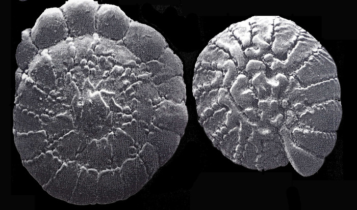 Challengerella persica Billman, Hottinger and Osterle, 1980 paratype Challengerella persica Billman, Hottinger and Osterle, 1980 paratype