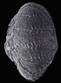 Chromista - Foraminifera (foraminifers)