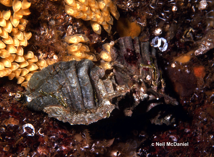 Ceratostoma foliatum Ceratostoma foliatum