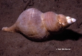 Mollusca (molluscs)