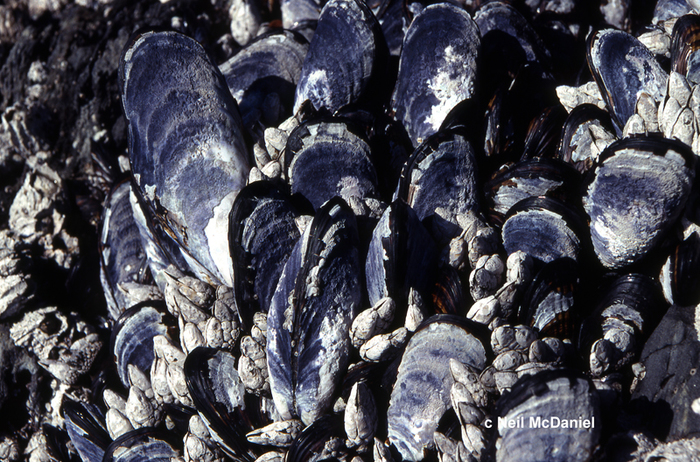 Mytilus californianus Mytilus californianus