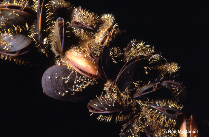 Mytilus trossulus Mytilus trossulus