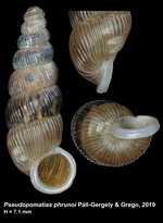 Pseudopomatias phrunoi Páll-Gergely & Grego, 2019