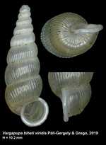 Vargapupa biheli viridis Páll-Gergely & Grego, 2019