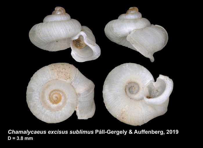 Chamalycaeus excisus sublimus Páll-Gergely & Auffenberg, 2019