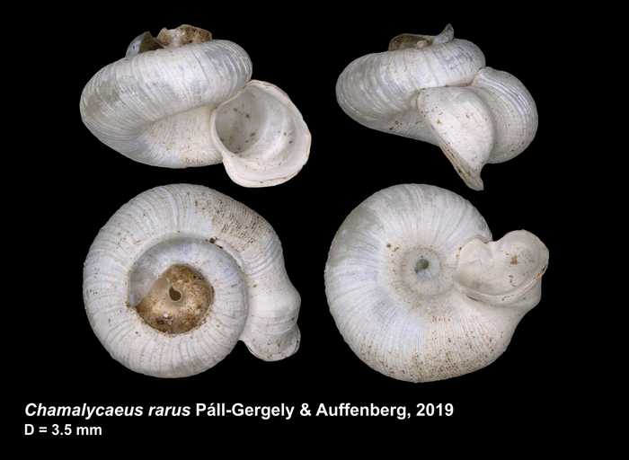 Chamalycaeus rarus Páll-Gergely & Auffenberg, 2019