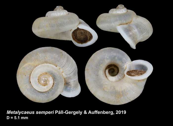 Metalycaeus semperi Páll-Gergely & Auffenberg, 2019 Metalycaeus semperi Páll-Gergely & Auffenberg, 2019