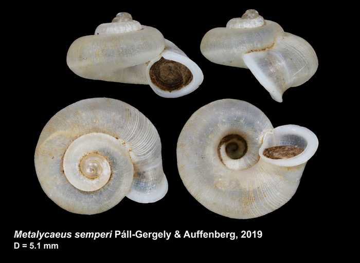 Metalycaeus semperi Páll-Gergely & Auffenberg, 2019