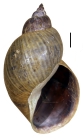Shell of Bulimnea megasoma (Say)