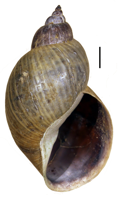 Shell of Bulimnea megasoma (Say) Shell of Bulimnea megasoma (Say)