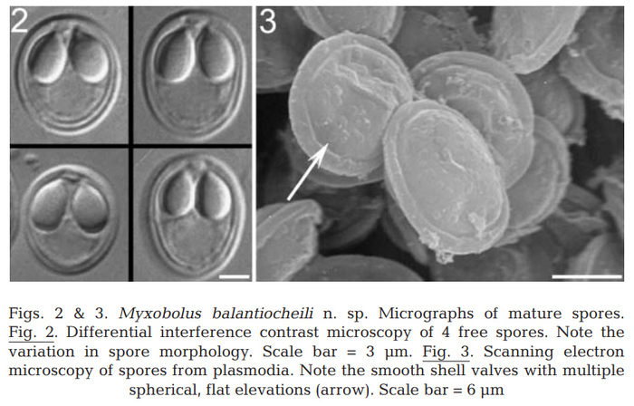 Myxobolus balantiocheili myxospores