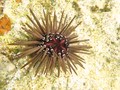 Echinodermata (echinoderms)