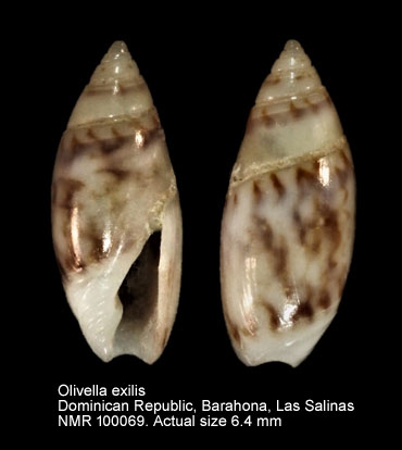 Olivella exilis