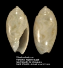 Olivella diodocus