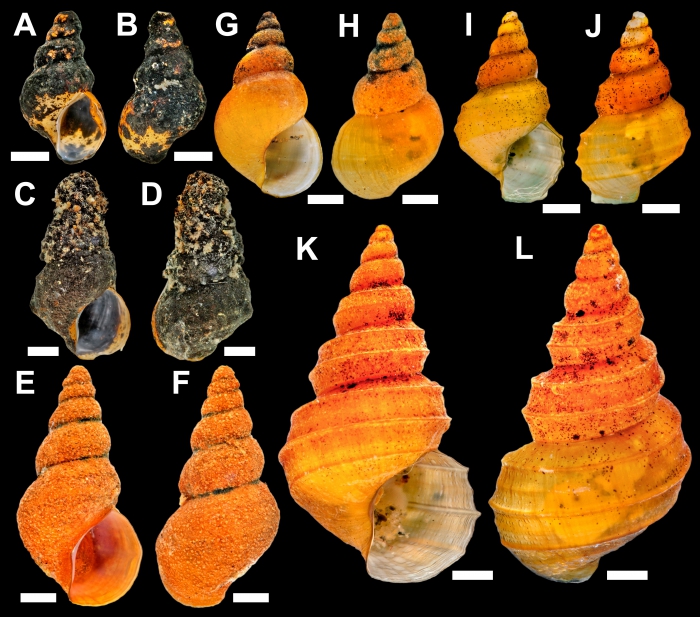 Provanna cooki type specimens