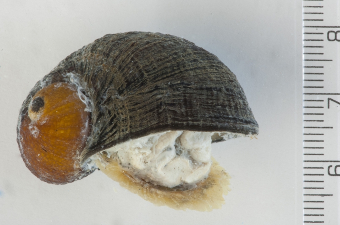 Gigantopelta chessoia Gigantopelta chessoia