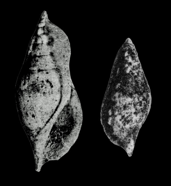 Rimella (Cyclomolops) sublaevigata in Cossmann, 1904, pl. 3, figs. 5, 6 Rimella (Cyclomolops) sublaevigata in Cossmann, 1904, pl. 3, figs. 5, 6