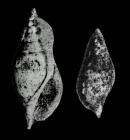 Rimella (Cyclomolops) sublaevigata in Cossmann, 1904, pl. 3, figs. 5, 6