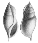 Rostellaria sublaevigata (Deshayes, 1865); In Deshayes, 1866, pl. 90, figs. 5, 6 