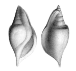Rostellaria humerosa in Deshayes, 1866, Pl. 91, figs. 8, 9 