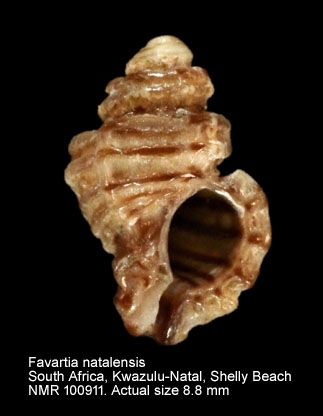 Favartia natalensis