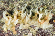 Myxilla (Myxilla) austini
