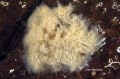 Porifera (sponges)