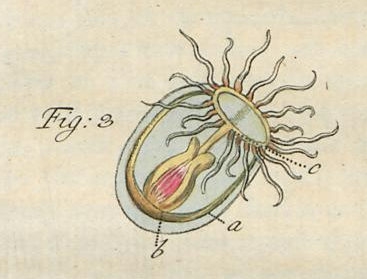 "karminrothe Beroe" of Slabber (1775), type illustration for Oceania sanguinolenta Péron & Lesueur, 1810