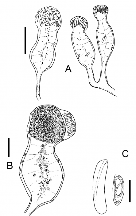 Brinckmannia hexactinellidophila