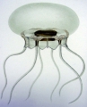 Scyphozoa (jelly fish)