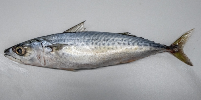 CAREFISH_Catch on X: 🐟Atlantic chub mackerel (Scomber colias) is one  important #fishedspecies. It suffers from #injuries and #stress by  #purseseine hauling. Storing onboard may happen alive, also causing  #suffering😔. More? Visit its #