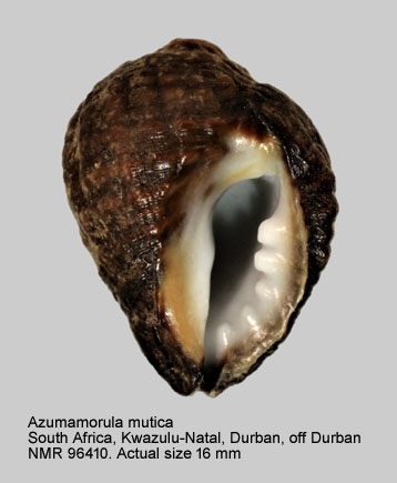 Azumamorula mutica