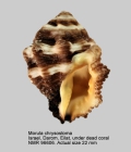 Morula chrysostoma