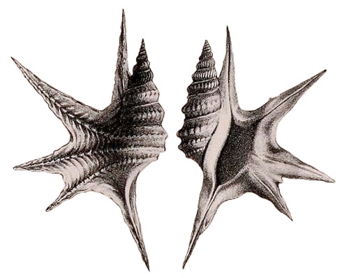 Rostellaria serresiana Michaud, 1828, pl. 1, fig. 3, 4 