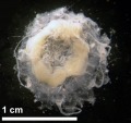 Scyphozoa (jelly fish)