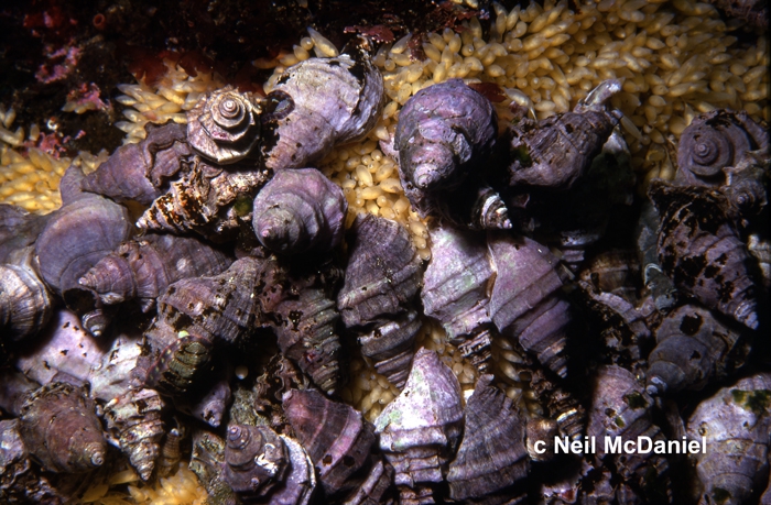 Nucella lamellosa Nucella lamellosa