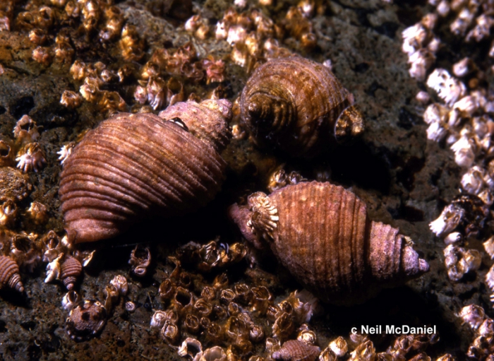 Nucella canaliculata Nucella canaliculata