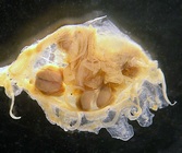 Paraphyllina intermedia medusa holotype