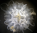 Scyphozoa (jelly fish)