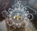 Scyphozoa (jelly fish)