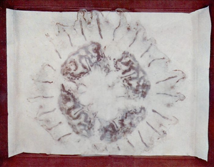 holotype medusa just after collection